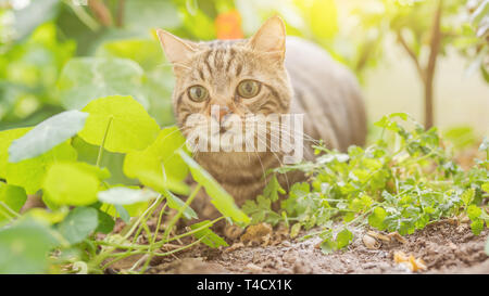 Schöne kurze Haare Katze spielen mit Pflanzen im Garten an einem sonnigen Tag zu Hause Stockfoto