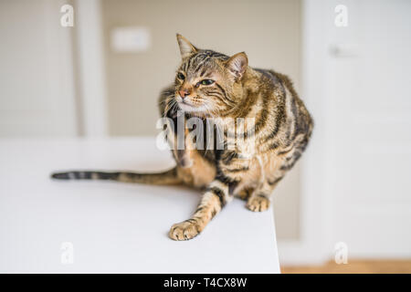 Cute kurze Haare Katze neugierig und Snooping zu Hause suchen Stockfoto