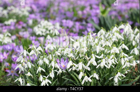 Schneeglöckchen und früher Krokus. Galanthus nivalis und Crocus tommasinianus in einem Rasen naturalisiert - Februar, Großbritannien. Stockfoto