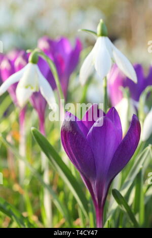 Schneeglöckchen und Krokus. Galanthus nivalis und Crocus tommasinianus naturlised in einem Rasen - Februar, UK. Stockfoto