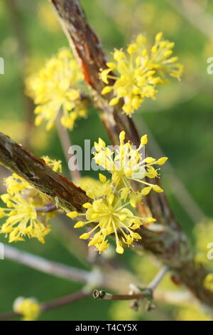 Cornus Mas. Der frühe Frühling Blüten von carneol Cherry Stockfoto