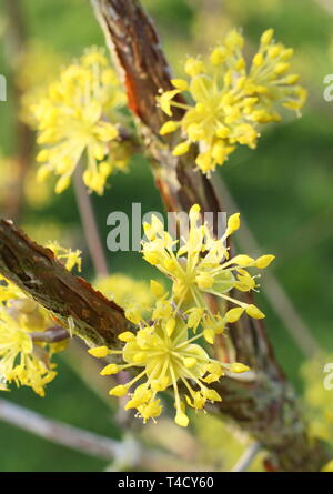 Cornus Mas. Der frühe Frühling Blüten von carneol Cherry Stockfoto