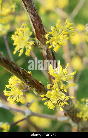 Cornus Mas. Der frühe Frühling Blüten von carneol Cherry Stockfoto