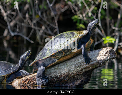 Zwei Schildkröten beim Sonnenbaden auf einer in der Rainbow river anmelden, Dunnellon Florida Stockfoto