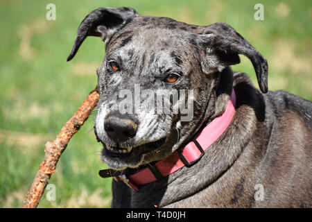 Portrait Of Happy Dogge mit ihr spielen stick Stockfoto