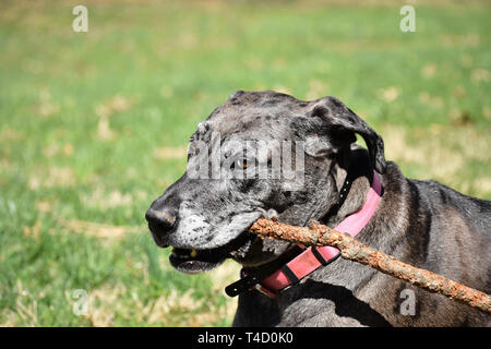 Portrait Of Happy Dogge mit ihr spielen stick Stockfoto