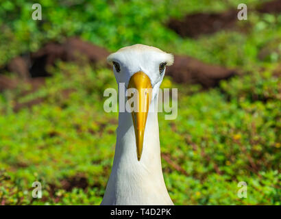 Porträt einer männlichen Albatross (Phoebastria irrorata) am Espanola Insel auf Galapagos winkte Islands National Park, Pazifischer Ozean, Ecuador. Stockfoto