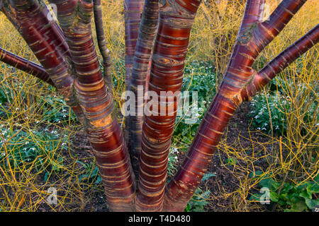 Tibetische Kirsche Prunus serrula, glänzende Rinde Stockfoto