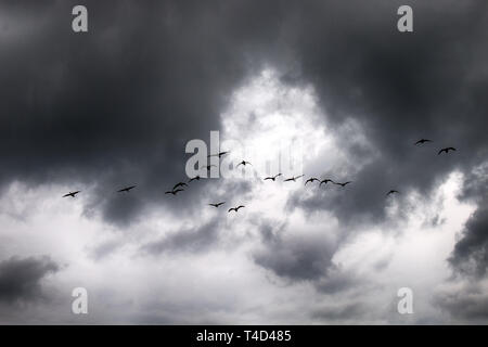 Gabriel Hounds. Phänologie Herbst des Lebens. Nonnengans fliegen südwärts Wedge Pack (Strang) und traurigen Schreie, Gänse Traurigkeit zu Herzen bringen. Stockfoto