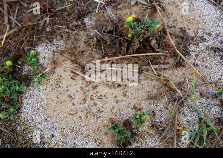 Rot (Oecophylla) Ameisen Masse auf der Erde bewegt sich in der Nähe von ameisenhaufen Stockfoto