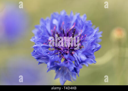 Die Kornblume Centaurea cyanus Stockfoto