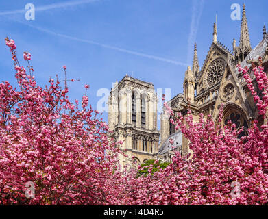 Die Kathedrale Notre Dame in Cherry Blossom. Frühling in Paris Frankreich Stockfoto