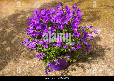 Eine kleine Campanula Anlage in einem lila Kunststoffbehälter in Nord-Ost Italien wächst - diese Perrenial krautige Pflanze wird gemeinhin als bellfower bekannt Stockfoto