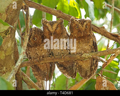 Drei liebenswerten endemisch Sokoke Scops Eulen (Otus ireneae) Rastplätze für Tag gepresst zusammen auf einem Zweig in der arabuko-sokoke Wald, Kenia, Afrika Stockfoto