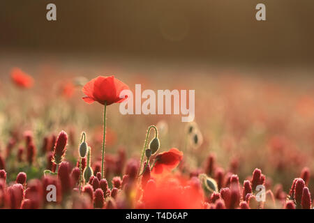 Hintergrundbeleuchtung poppy hoch unter Mohnblumen und Purpurroter Klee gegen einen unscharfen Hintergrund in der frühen Morgensonne Stockfoto