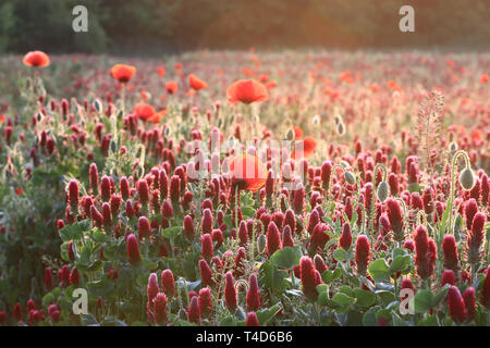 Hintergrundbeleuchtung Mohnfeld mit purpurroter Klee in der frühen Morgensonne Stockfoto