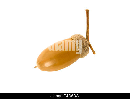 Acorn mit Eiche close-up auf Weiß isoliert Stockfoto