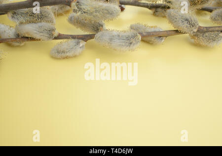 Weidenzweige auf gelbem Hintergrund Kopie Raum von unten, Willow twigs. Stockfoto