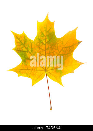 Trockene Herbst maple leaf auf weißem Hintergrund Stockfoto