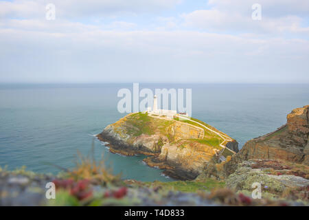 Blick auf das Meer. Blick auf South Stack Lighthouse, Holy Island, Anglesey, Wales, Großbritannien früh am sonnigen Frühlingsmorgen, bevor Touristen ankommen. Stockfoto