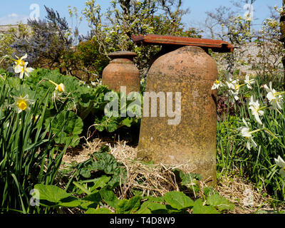 Altmodische Terrakotta zwingen Gläser verwendet früh Rhabarber in diesem rustikalen Garten zu zwingen. Stockfoto