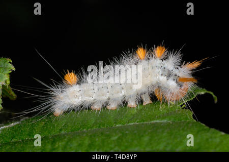 Pale Tussock Motte Caterpillar (Calliteara pudibunda) Stockfoto