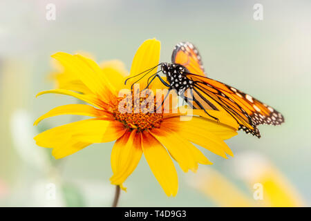 Monarchfalter Danaus Plexippus Fütterung auf eine gelbe Blume Stockfoto