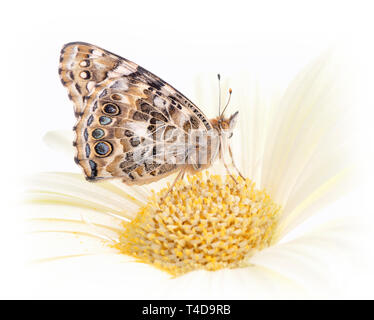 Distelfalter Schmetterling auf einem hellen Gerbera Blume - Seitenansicht Stockfoto