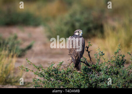 Laggar Falcon oder Falco jugger Porträt. Sieht aggressiv und sitzt auf einem Schlamm barsch an Velavadar Hirschziegenantilope Nationalpark, Indien Stockfoto