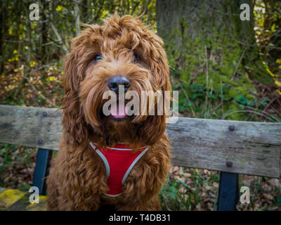 Eine junge Cockapoo sitzen auf einer Bank in den Wäldern in der Nähe Aberfoyle in die Trossachs National Park Stockfoto