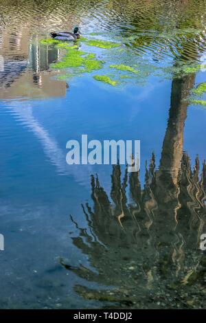 Ente auf moosigen Wasser durch die Reflexionen von Gebäude und Palme Reflexionen über Venedig Canal in Kalifornien umgeben Stockfoto