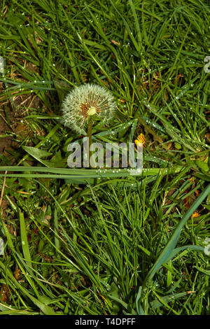 Dandelion Clock in Wiese im Frühjahr Stockfoto