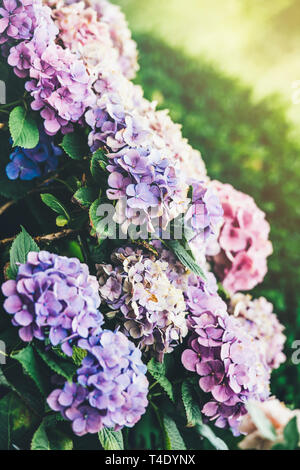 Seitenansicht des weiten schönen leuchtenden bunten Rhododendron Pflanzen in voller Blüte im Garten - Nahaufnahme Makroaufnahme Stockfoto