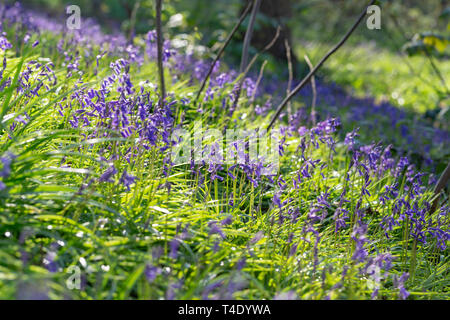 Bank des Englischen Bluebells in Hopyards Holz bei Marbury Park, Cheshire Stockfoto