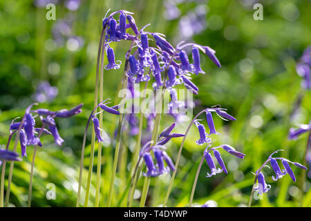 Bank des Englischen Bluebells in Hopyards Holz bei Marbury Park, Cheshire Stockfoto