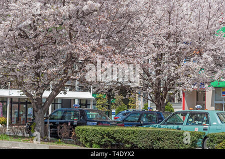 Nagareyama, Chiba, Japan - ‎ ‎ April 6, 2019: Eine Gruppe von Taxi warten auf die Kunden unter voller Blüte Kirschbaum in Nagareyama, Japan Stockfoto