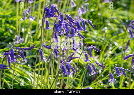 Bank des Englischen Bluebells in Hopyards Holz bei Marbury Park, Cheshire Stockfoto