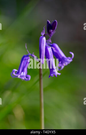 Einzelnen Stamm eines englischen Bluebell in Hopyards Holz bei Marbury Park, Cheshire Stockfoto