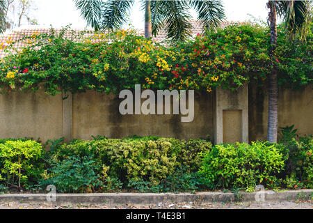 Gelb und Orange Bougainvillea Blumen an der Wand. Kostenlose Kopie. Stockfoto