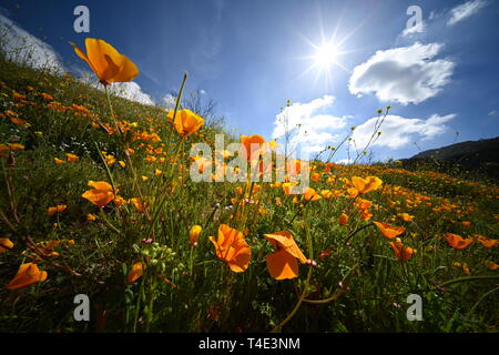 Kalifornischer Mohn Blüte mit der Sonne in den Himmel Stockfoto