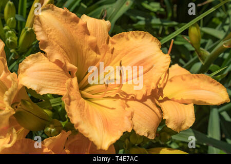 Rosa und gelben Lilien Stockfoto