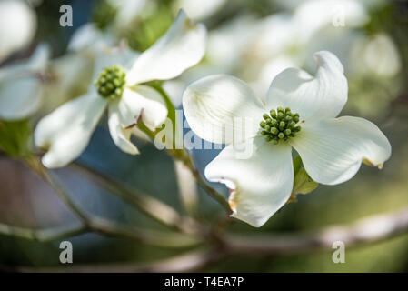 Schöne weiße Hartriegel Blüten verkünden die Ankunft des Frühlings in Atlanta, Georgia. (USA) Stockfoto