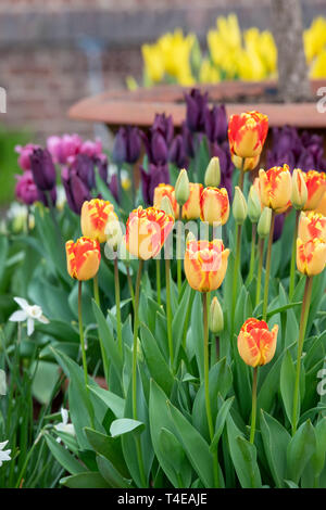Tulipa 'Daydream'. Blumen Tulpe 'Daydream' in einem Topf im Frühjahr Stockfoto