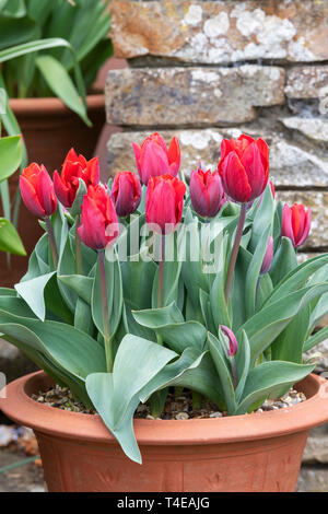 Tulipa 'Couler Kardinal'. Tulip' Couler Kardinal' Blumen in einem Terrakottatopf im Frühjahr Stockfoto