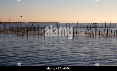 Black-headed Möwen und Sonnenuntergang im Albufera Valencia, Valencia, Spanien. Stockfoto