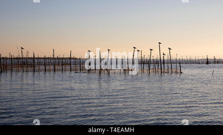 Black-headed Möwen und Sonnenuntergang im Albufera Valencia, Valencia, Spanien. Stockfoto