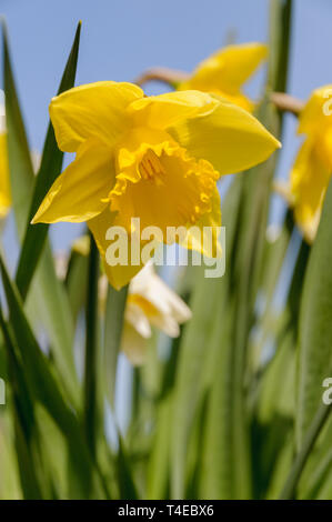 Eine frische gelbe Narzisse (Narcissus) ist die Blütezeit unter einem blauen Himmel an einem sonnigen Tag im Frühling. Stockfoto