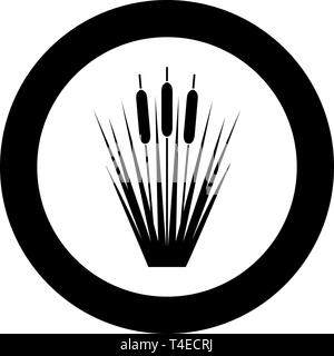 Reed Rohrkolben Schilf Verein - rush ling Zuckerrohr rush Symbol im Kreis runden schwarzen Farbe Vektor-illustration Flat Style simple Image Stock Vektor