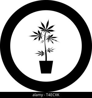 Topf von Marihuana Cannabic im Topf Hanf Symbol im Kreis runden schwarzen Farbe Vektor-illustration Flat Style simple Image Stock Vektor