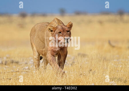 Von Lion Panthera leo, Wappentier aus afrikanischen Savannen, Etosha National Park, Namibia. Stockfoto